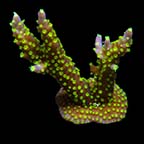 ORA® Aquacultured Purple Jade Bonsai Acropora Coral
